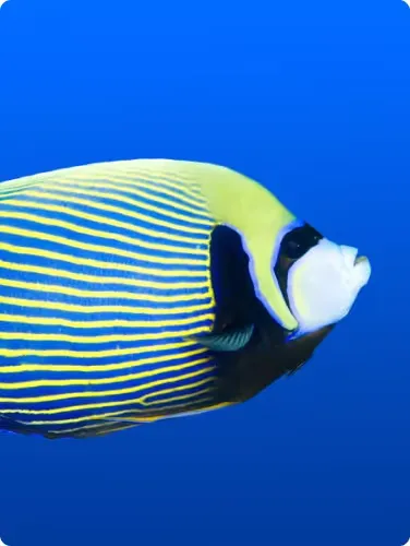 Livorno Aquarium